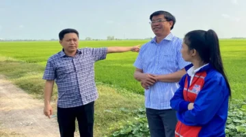 زيارة سكرتير الحزب.. يتفقد إنتاج الأرز في كومونة تري تون لموسم 2025-2026